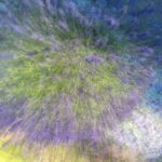 Songe de Provence